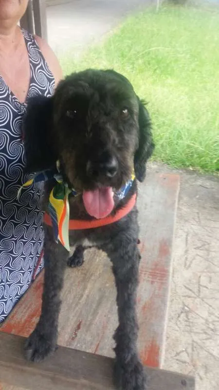 Cachorro ra a Poodle idade 1 ano nome Uly