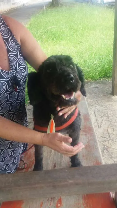 Cachorro ra a Poodle idade 1 ano nome Uly