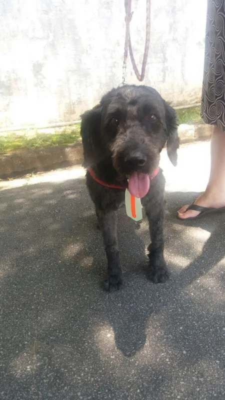 Cachorro ra a Poodle idade 1 ano nome Uly