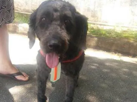 Cachorro ra a Poodle idade 1 ano nome Uly