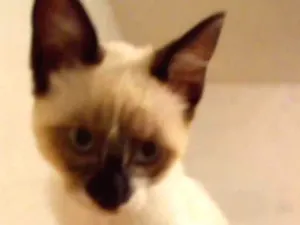 Gato raça SRD idade 2 a 6 meses nome Serena
