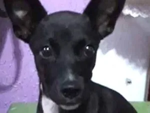 Cachorro raça Vira-lata vom pinche idade 2 a 6 meses nome Sofhia