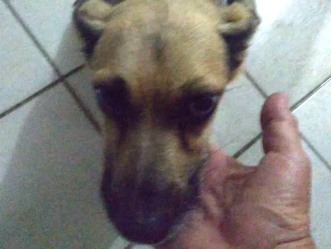 Cachorro ra a SRD idade 5 anos nome Charlot