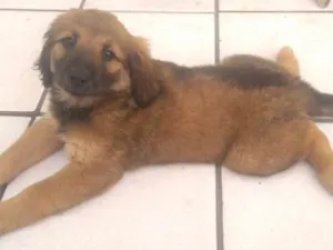 Cachorro raça labra/chouchou idade 2 a 6 meses nome filhotes