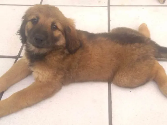 Cachorro ra a labra/chouchou idade 2 a 6 meses nome filhotes