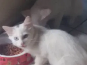 Gato raça Sr idade 2 a 6 meses nome Sn