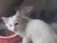Sn