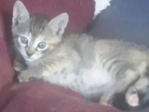 Gato raça Sr idade 2 a 6 meses nome Sn