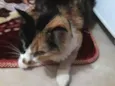Mimi