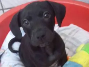Cachorro raça indefinida idade 2 a 6 meses nome Black