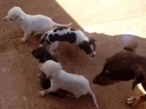Cachorro raça Vira lata idade Abaixo de 2 meses nome Filhotes