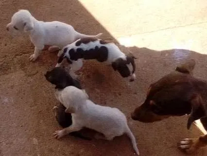 Cachorro ra a Vira lata idade Abaixo de 2 meses nome Filhotes