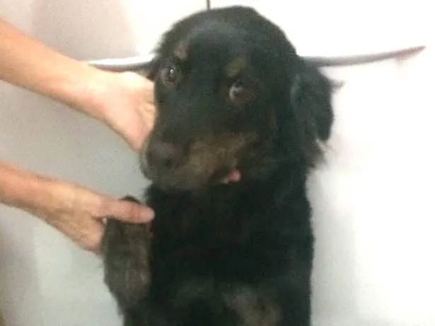 Cachorro raça Border Collie (mestiço) idade 1 ano nome Dengo