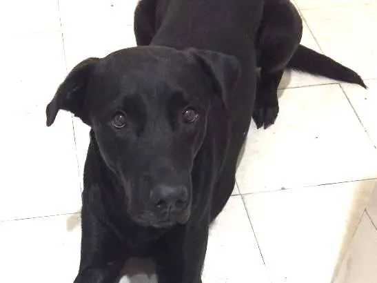 Cachorro ra a Labrador idade 3 anos nome Eros