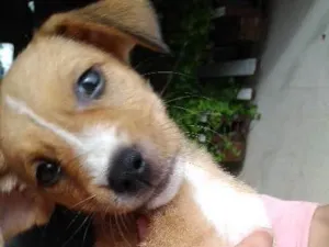 Cachorro raça não tem idade Abaixo de 2 meses nome sem nome