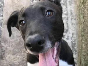 Cachorro raça SRD idade 7 a 11 meses nome Thor