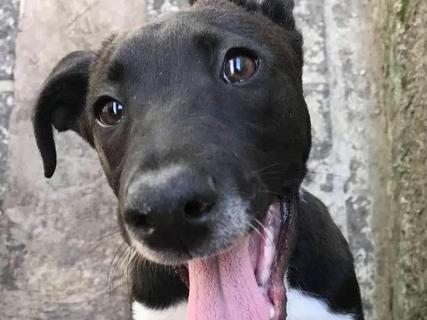 Cachorro ra a SRD idade 7 a 11 meses nome Thor