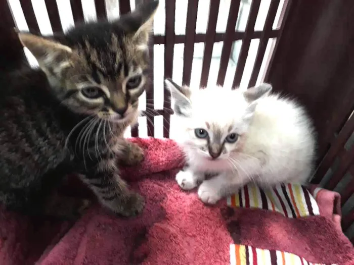 Gato ra a  idade Abaixo de 2 meses nome Sem nome