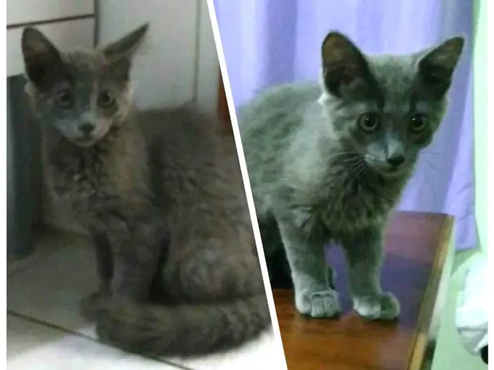 Gato ra a Siamês  idade 2 a 6 meses nome Família 