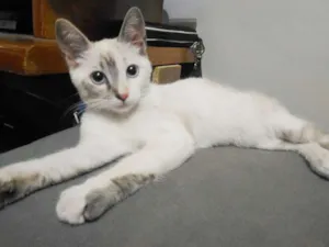Gato raça SRD idade 2 a 6 meses nome Estrela