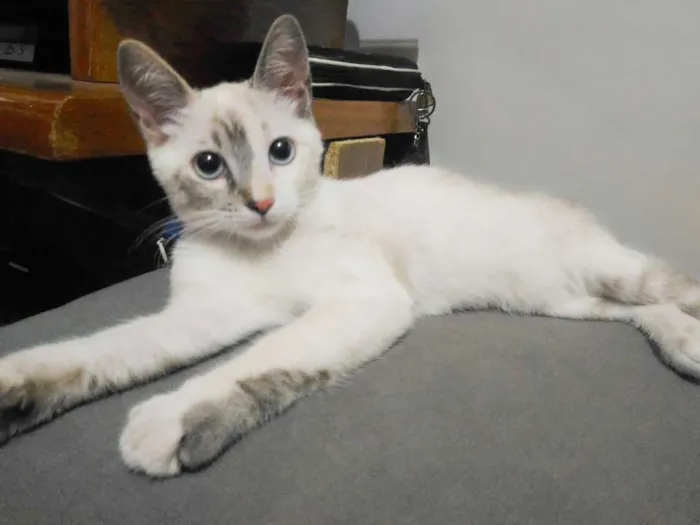 Gato ra a SRD idade 2 a 6 meses nome Estrela