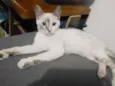 Estrela