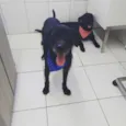 Tião e Babão