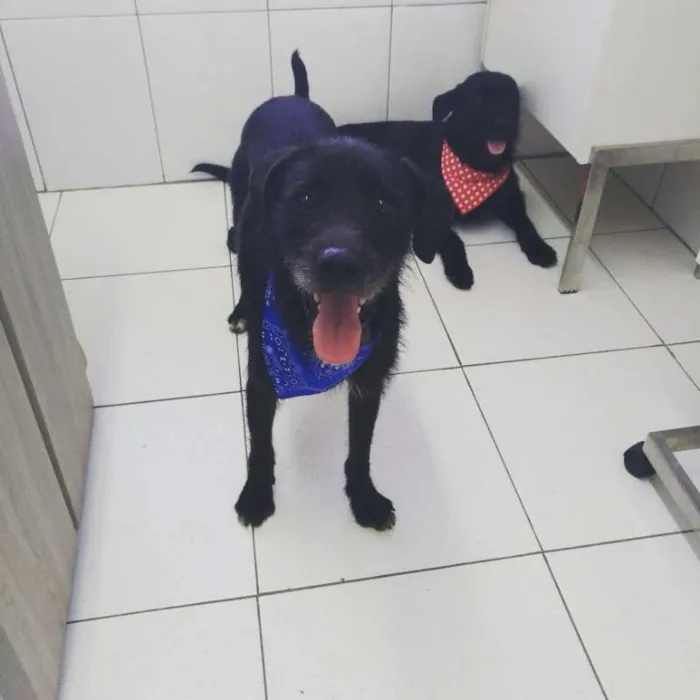 Cachorro raça Indefinida idade 2 anos nome Tião e Babão