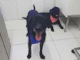 Tião e Babão