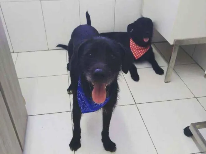 Cachorro raça Indefinida idade 2 anos nome Tião e Babão