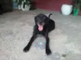 Tião e Babão