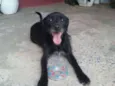Tião e Babão