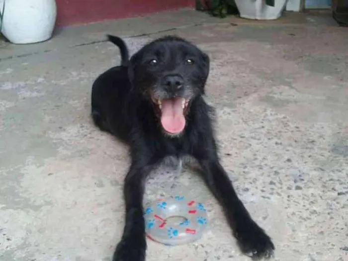 Cachorro raça Indefinida idade 2 anos nome Tião e Babão