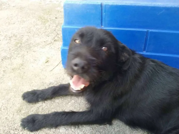 Cachorro raça Indefinida idade 2 anos nome Tião e Babão