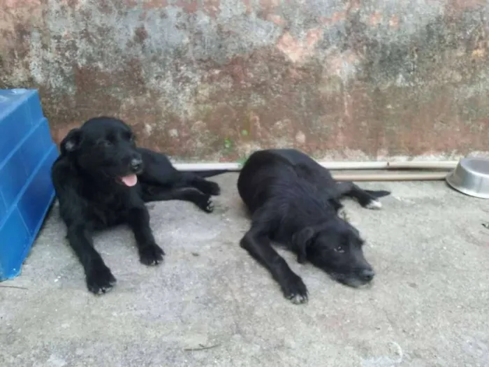 Cachorro raça Indefinida idade 2 anos nome Tião e Babão