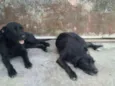 Tião e Babão