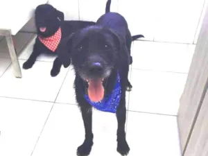 Cachorro raça Indefinida idade 2 anos nome Tião e Babão