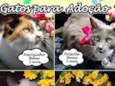Gatinhos lindos