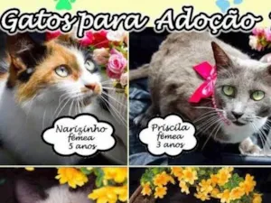 Gato raça Várias idade  nome Gatinhos lindos