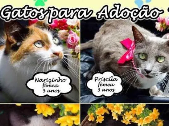 Gato ra a Várias idade  nome Gatinhos lindos