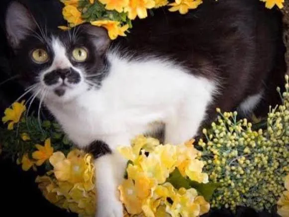 Gato ra a Mestiça idade 7 a 11 meses nome Agatha