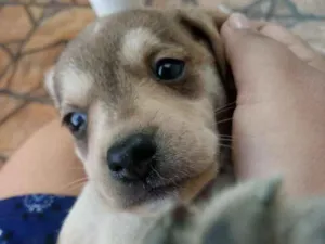 Cachorro raça Vira lata idade  nome Sem nome