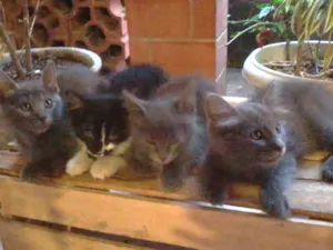Gato raça  idade 2 a 6 meses nome sem nome