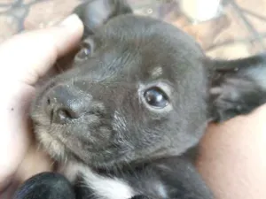 Cachorro raça Vira lata idade  nome Sem nome