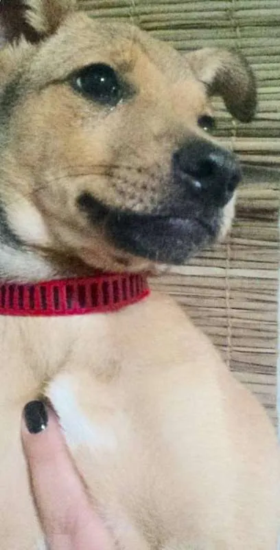 Cachorro ra a Sem Raça definida idade Abaixo de 2 meses nome Luzia