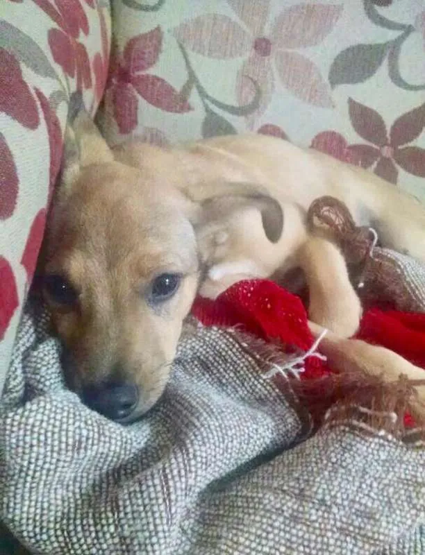 Cachorro ra a Sem Raça definida idade Abaixo de 2 meses nome Luzia