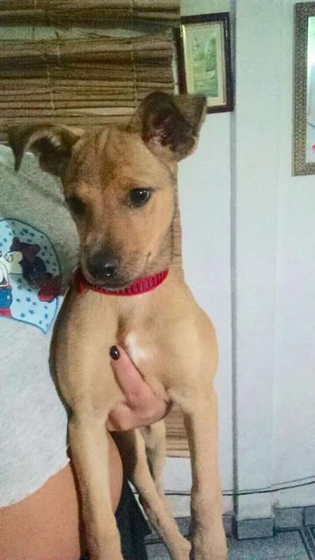 Cachorro ra a Sem Raça definida idade Abaixo de 2 meses nome Luzia