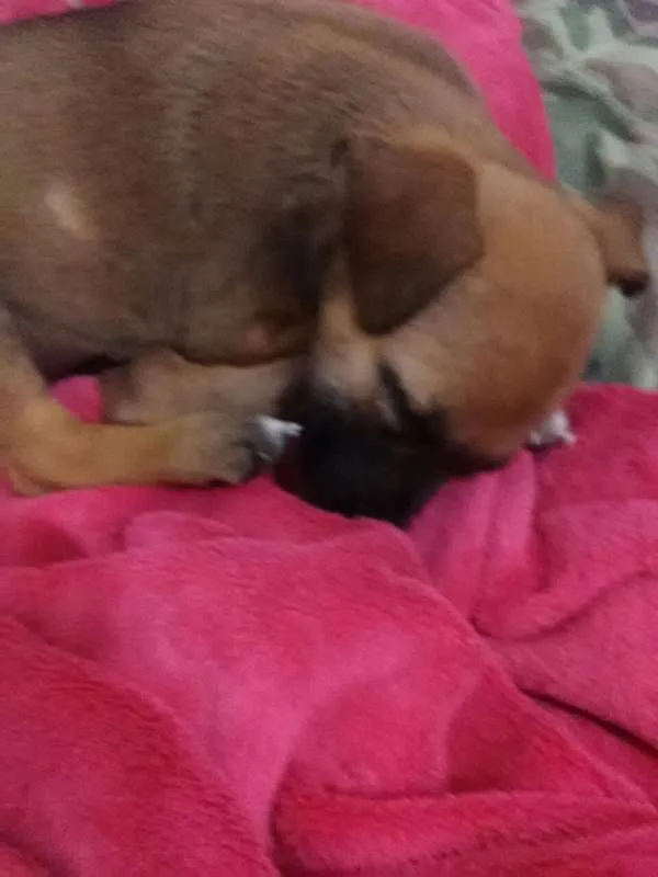 Cachorro ra a  idade Abaixo de 2 meses nome Fiona