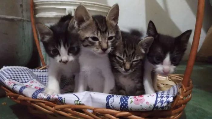 Gato ra a Nao indentificada idade 2 a 6 meses nome Filhotes