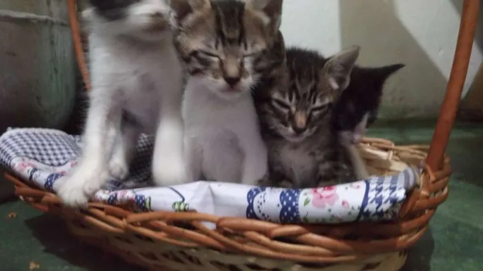 Gato ra a Nao indentificada idade 2 a 6 meses nome Filhotes